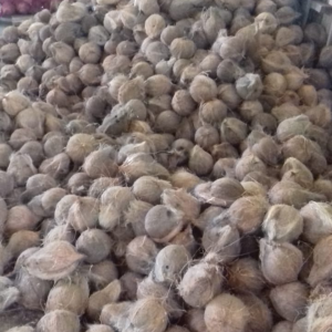 PT GATRA PANCA UTAMA-kelapa1