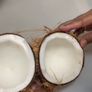 PT GATRA PANCA UTAMA-kelapa5